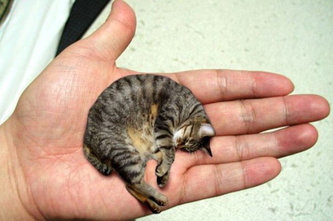 Самый маленький котенок в мире